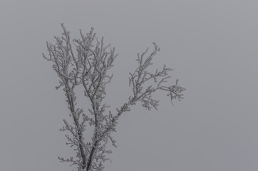 Fototapeta na wymiar baum und eisschicht mit nebel