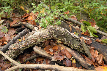 eukaryotische lebewesen