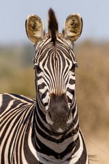 Zebra in Kruger national park