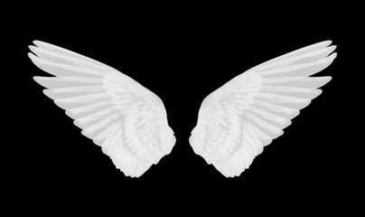 Fototapeta na wymiar white wings of bird on white background