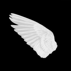 white wing of bird on white background