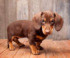 puppy dog breed dachshund on wood background