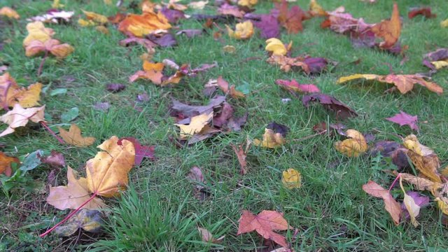 autumn yellow leaves on green grass in park blowing on wind, autumnal sunlight foliage ground, color background in october