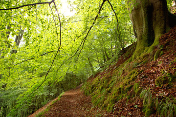 Forest path in palatinate 