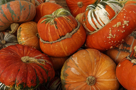 pumpkin, close up, halloween