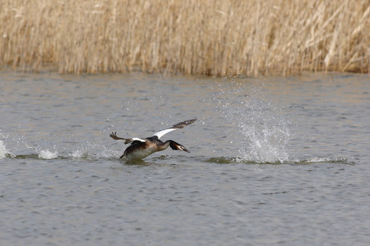 Great Crested Grebe Chasing A Rival Away