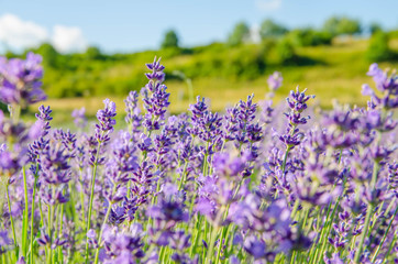 Fototapeta premium Lavender Flower