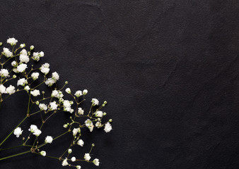 little beautiful white flowers on a black background