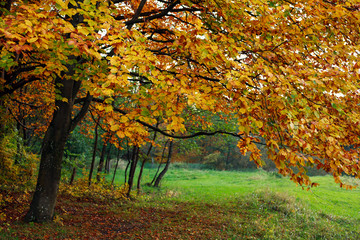 Fall background yellowing foliage of autumn trees in woods