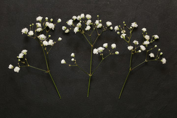 little beautiful white flowers on a black background
