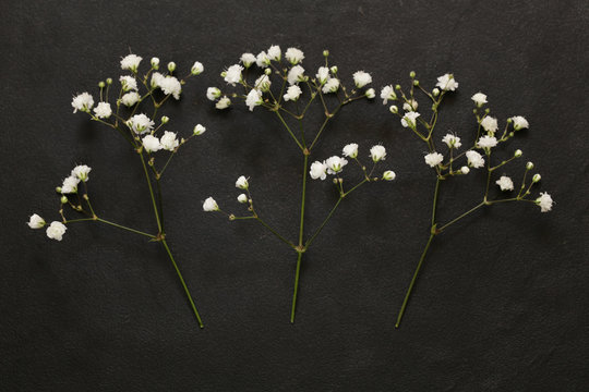 Fototapeta little beautiful white flowers on a black background