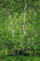 Fototapeta premium Dwarf birches, northern forest