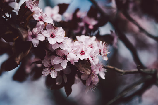 Pink Cherry Blossom Branches