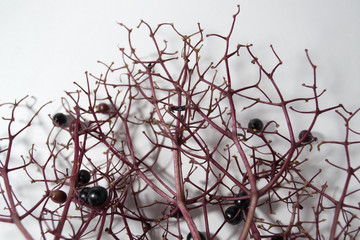 Macro branches of elderberry on a white background.