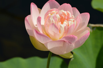Water Lily