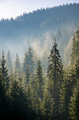 Naklejka premium spruce forest in fog on hillside at sunrise. gorgeous nature background in autumn
