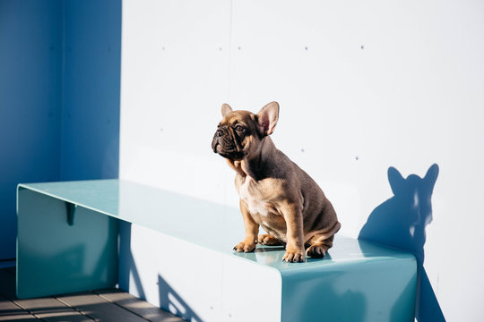 French bulldog sitting on blue bench
