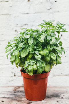 Basil plant