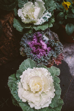 Ornamental cabbage plants