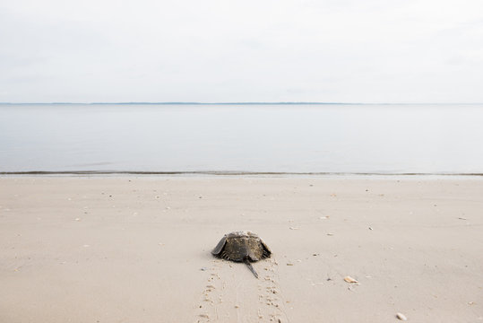 Horseshoe crab makes its way into the ocean