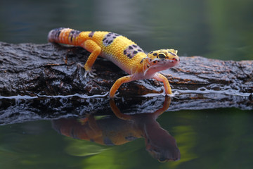 Naklejka premium Leopard gecko in reflection