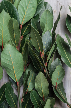 Sweet bay branches