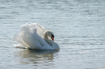 white beautiful Swan swimming in a lake