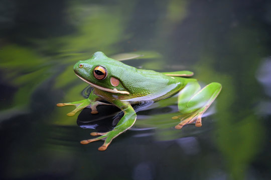 Tree frog, white lipped, litoria infrafrenata in reflection