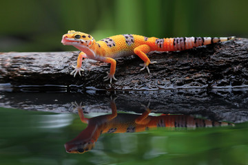 Leopard gecko in reflection - obrazy, fototapety, plakaty