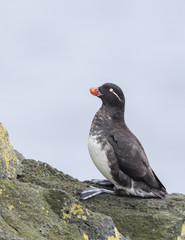 Parakeet Auklet