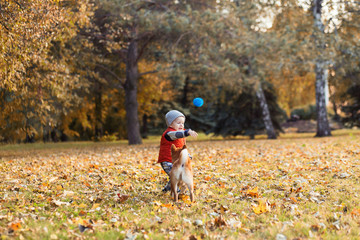 Fototapeta premium Baby boy playing with his red dog on the lawn in the autumn park. Shiba inu puppy and child are best friends, happyness and carefree childhood concept