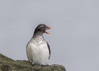 Parakeet Auklet