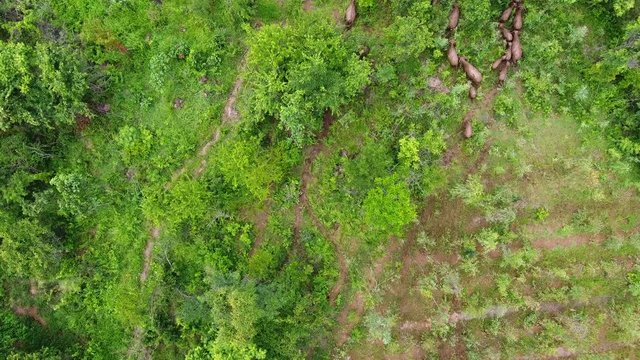 The top view of buffaloes are running into the forest.
