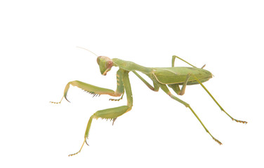 mantis isolated