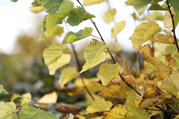 Autumn leaves on a tree branch