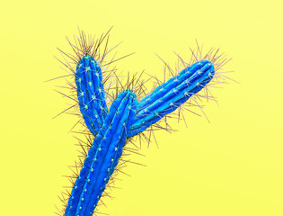 Cactus Neon Blue. Minimal Stillife. Art Gallery Fashion Design. Vanilla Trendy Color. Concept on...