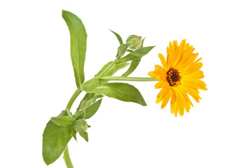 Flower of calendula isolated on a white background. Medicinal plants.