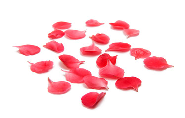 small red petals isolated