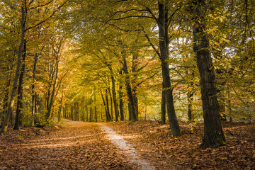 Fototapeta premium Scenic View Of Autumn Forest