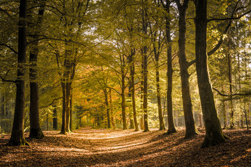 Scenic View Of Autumn Forest