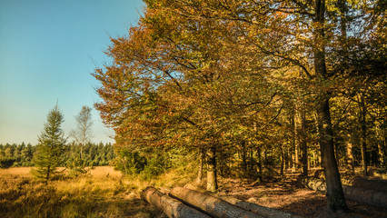 Naklejka na ściany i meble Scenic View Of Autumn Forest