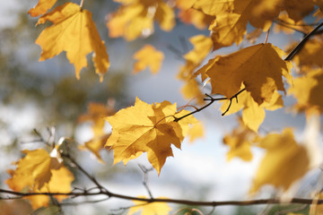 Autumn leaves on a tree branch