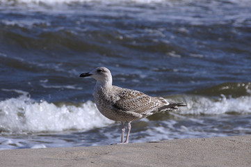 Eine junge Silbermöwe am Strand
