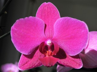 pink orchid perfect
