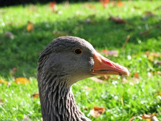 head of a greylag grey goose