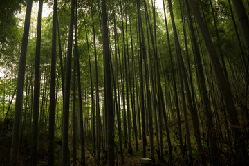 Fototapeta na wymiar Bamboo forest inside the Arashiyama Bamboo Grove, Kyoto, Japan