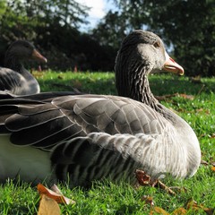 grey goose in Schlosspark Stuttgart