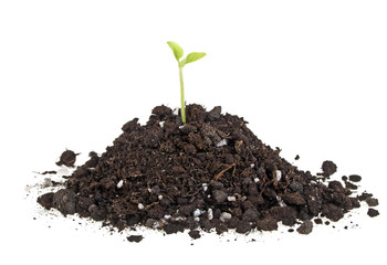 Humus soil pile with green plant isolated on white background
