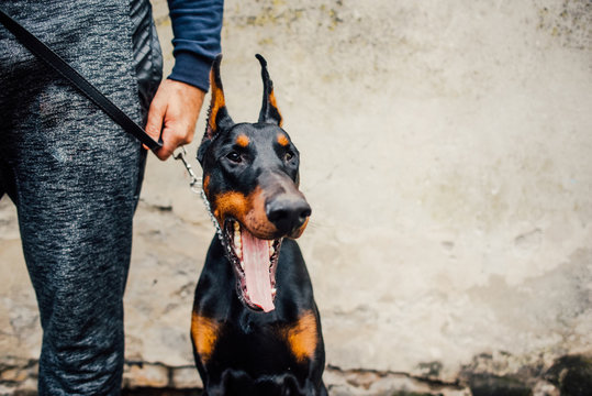 Portrait of doberman sitting by his owner