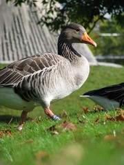 grey goose in Schlosspark Stuttgart
